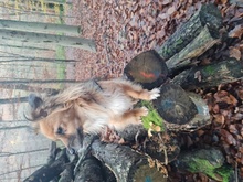 CHIQUI, Hund, Mischlingshund in Remscheid - Bild 18