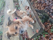 CHIQUI, Hund, Mischlingshund in Remscheid - Bild 21