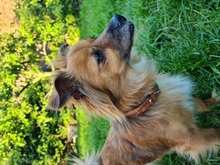 CHIQUI, Hund, Mischlingshund in Remscheid - Bild 22