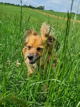 CHIQUI, Hund, Mischlingshund in Remscheid - Bild 3
