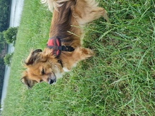 CHIQUI, Hund, Mischlingshund in Remscheid - Bild 4