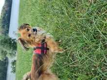 CHIQUI, Hund, Mischlingshund in Remscheid - Bild 5
