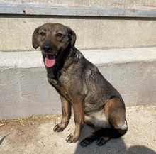LARA, Hund, Mischlingshund in Ungarn - Bild 1