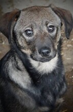 LARA, Hund, Mischlingshund in Ungarn - Bild 4