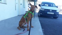 RAQUE, Hund, Podenco Canario in Lich - Bild 2