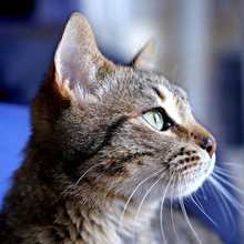 MERCURIO, Katze, Europäisch Kurzhaar in Spanien - Bild 3