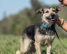 KATJA, Hund, Mischlingshund in Slowakische Republik - Bild 1