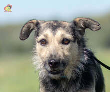 KATJA, Hund, Mischlingshund in Slowakische Republik - Bild 2