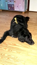 LIZZY, Hund, Mischlingshund in Süderdorf - Bild 12