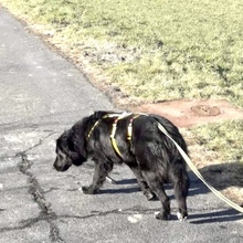 LIZZY, Hund, Mischlingshund in Essen - Bild 13