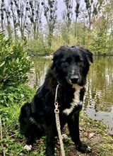 LIZZY, Hund, Mischlingshund in Süderdorf - Bild 14