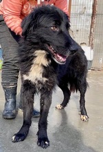 LIZZY, Hund, Mischlingshund in Süderdorf - Bild 25