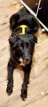 LIZZY, Hund, Mischlingshund in Süderdorf - Bild 27