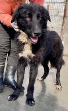 LIZZY, Hund, Mischlingshund in Süderdorf - Bild 29