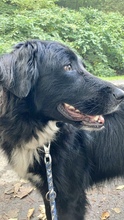 LIZZY, Hund, Mischlingshund in Süderdorf - Bild 30