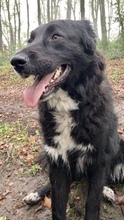 LIZZY, Hund, Mischlingshund in Süderdorf - Bild 32