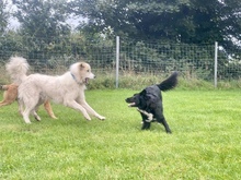 LIZZY, Hund, Mischlingshund in Süderdorf - Bild 36