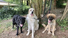 LIZZY, Hund, Mischlingshund in Süderdorf - Bild 37