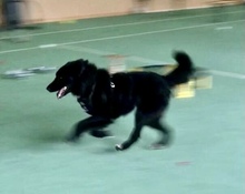 LIZZY, Hund, Mischlingshund in Süderdorf - Bild 4