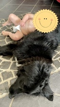 LIZZY, Hund, Mischlingshund in Süderdorf - Bild 5