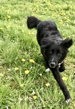 LIZZY, Hund, Mischlingshund in Süderdorf - Bild 7