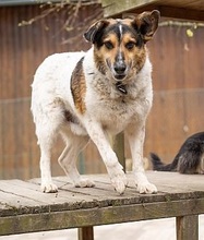 OMEGA, Hund, Mischlingshund in Großröhrsdorf - Bild 1