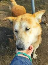 BETI, Hund, Mischlingshund in Bulgarien - Bild 2