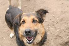 ROXX, Hund, Mischlingshund in Bulgarien - Bild 1