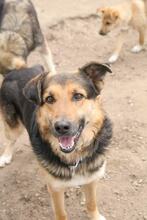 ROXX, Hund, Mischlingshund in Bulgarien - Bild 2