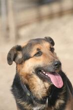 ROXX, Hund, Mischlingshund in Bulgarien - Bild 3