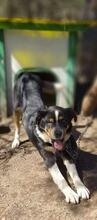 LARIK, Hund, Mischlingshund in Bulgarien - Bild 1