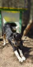 LARIK, Hund, Mischlingshund in Bulgarien - Bild 3