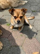 CIENKA, Hund, Mischlingshund in Erkelenz - Bild 10