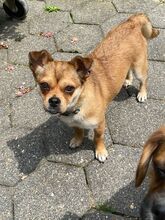 CIENKA, Hund, Mischlingshund in Erkelenz - Bild 11
