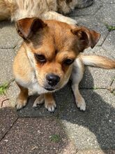 CIENKA, Hund, Mischlingshund in Erkelenz - Bild 9