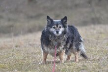 BUNIA, Hund, Mischlingshund in Malberg - Bild 1