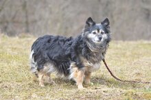 BUNIA, Hund, Mischlingshund in Malberg - Bild 3