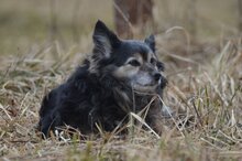 BUNIA, Hund, Mischlingshund in Malberg - Bild 4