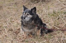 BUNIA, Hund, Mischlingshund in Malberg - Bild 6