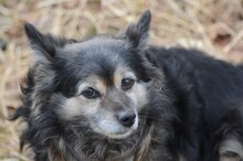 BUNIA, Hund, Mischlingshund in Malberg - Bild 7