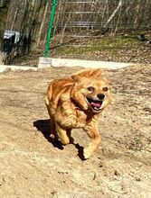 KOFI, Hund, Mischlingshund in Polen - Bild 2