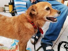 KOFI, Hund, Mischlingshund in Polen - Bild 8