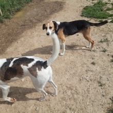 ROMY, Hund, Beagle-American Foxhound-Mix in Waldfeucht - Bild 3