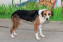 ROMY, Hund, Beagle-American Foxhound-Mix in Waldfeucht - Bild 5