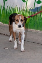 ROMY, Hund, Beagle-American Foxhound-Mix in Waldfeucht - Bild 7