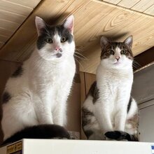 ELOY, Katze, Europäisch Kurzhaar in Pinneberg - Bild 1