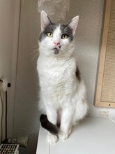 ELOY, Katze, Europäisch Kurzhaar in Pinneberg - Bild 2