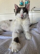 ELOY, Katze, Europäisch Kurzhaar in Pinneberg - Bild 3