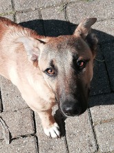 THOMMY, Hund, Mischlingshund in Mülheim - Bild 2