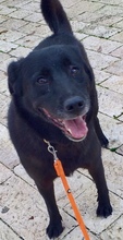 NERINA, Hund, Mischlingshund in Italien - Bild 1
